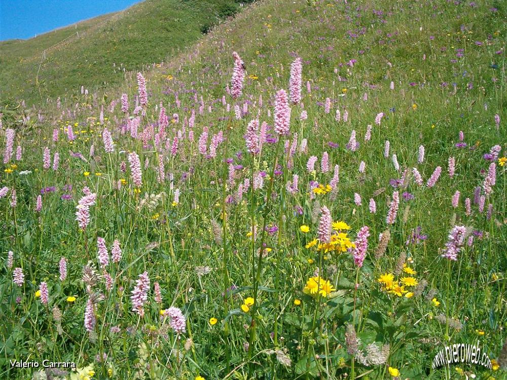 Fiori di tutte le speci nella conca dei Campelli (3).jpg